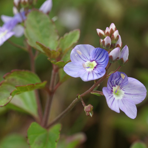 VERONICA petraea 'Madame Mercier' VERONICA petraea 'Madame Mercier'