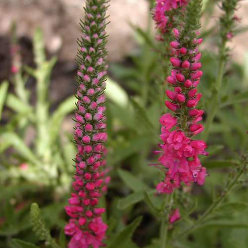 VERONICA spicata 'Heidekind' VERONICA spicata 'Heidekind'