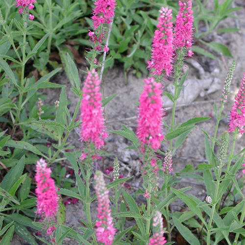 VERONICA spicata 'Heidekind' VERONICA spicata 'Heidekind'