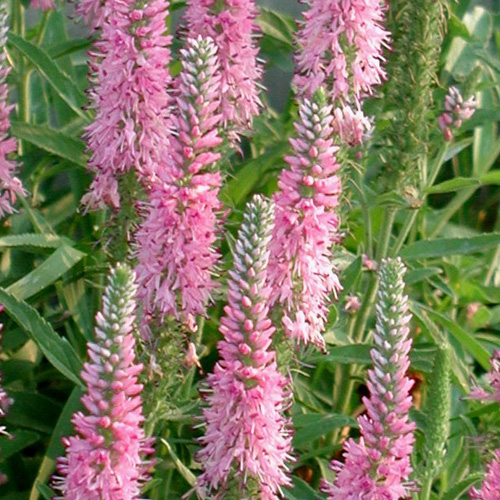 VERONICA spicata 'Pink Goblin' VERONICA spicata 'Pink Goblin'