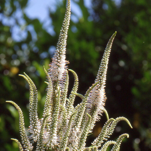 VERONICASTRUM virginicum 'Album' VERONICASTRUM virginicum 'Album'
