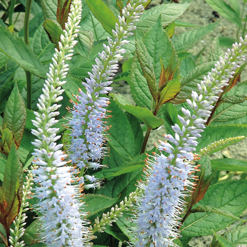 VERONICASTRUM virginicum 'Lavendelturm' VERONICASTRUM virginicum 'Lavendelturm'