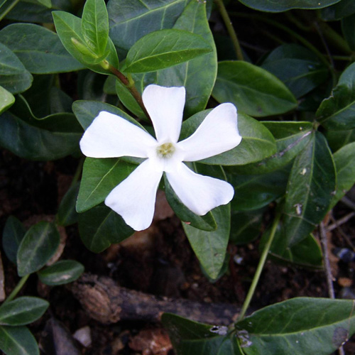 Plantes Vivaces VINCA major 'Alba' - Pervenche - Grande pervenche en vente  - Pépinière Lepage