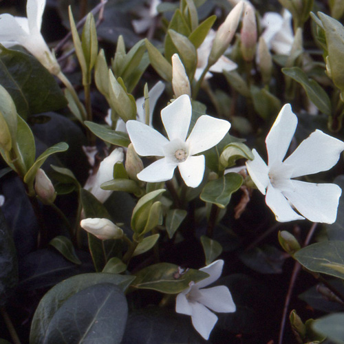VINCA minor 'Alba' VINCA minor 'Alba'