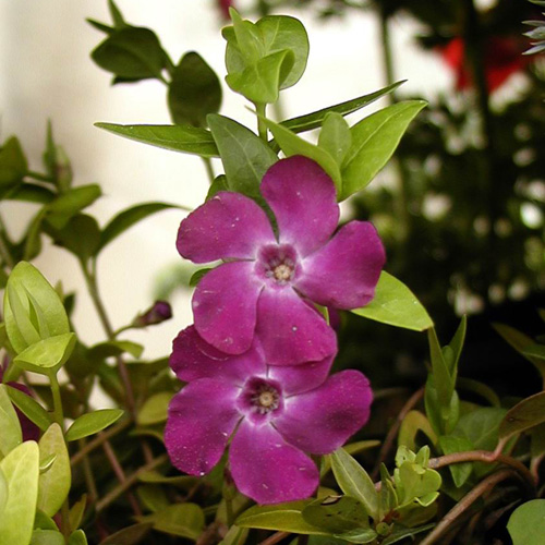 VINCA minor 'Atropurpurea' VINCA minor 'Atropurpurea'