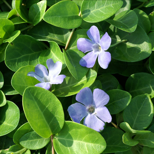 VINCA minor 'Grüner Teppich' VINCA minor 'Grüner Teppich'