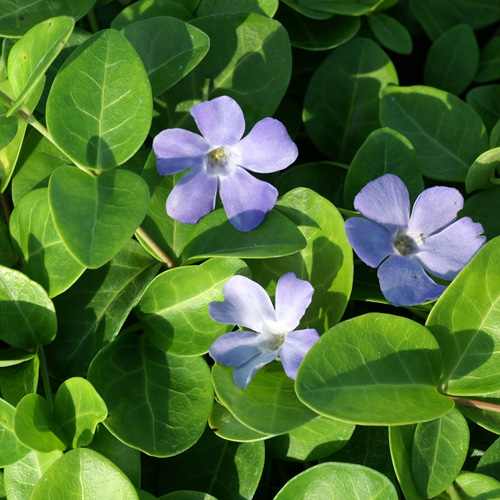 VINCA minor 'Grüner Teppich' VINCA minor 'Grüner Teppich'