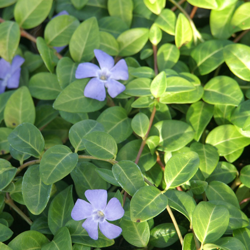 VINCA minor 'La Grave' ('Bowles Variety') VINCA minor 'La Grave' ('Bowles Variety')