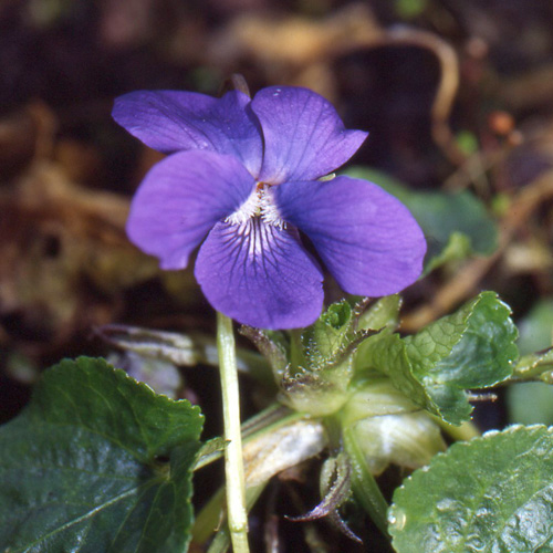 Plantes Vivaces VIOLA 'Mrs Pinehurst' - Violette - Violette odorante en  vente - Pépinière Lepage