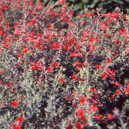 ZAUSCHNERIA californica ZAUSCHNERIA californica
