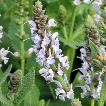 SALVIA nemorosa 'Bumblesky'