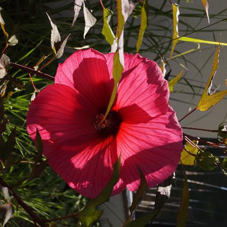 HIBISCUS moscheutos 'Planet Griotte' ®