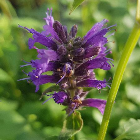 AGASTACHE 'Serpentine'