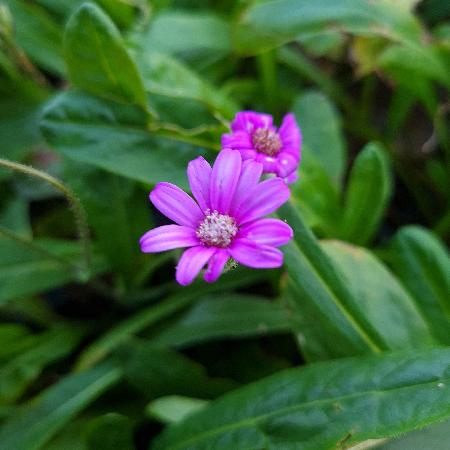 SENECIO polyodon