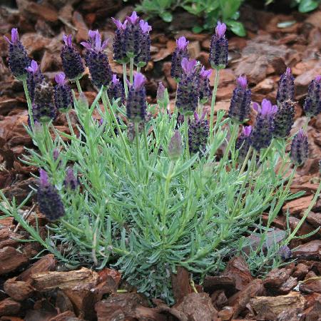 LAVANDULA stoechas 'Dark Royalty' ®