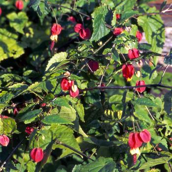 ABUTILON megapotamicum
