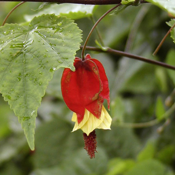 ABUTILON megapotamicum