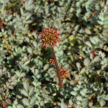 ACAENA adscendens