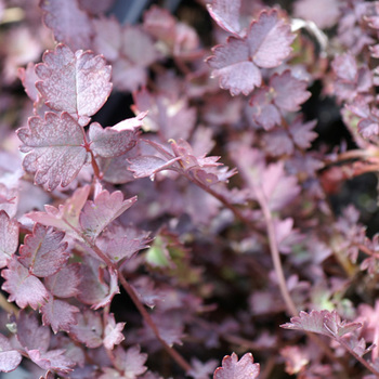 ACAENA inermis 'Purpurea'