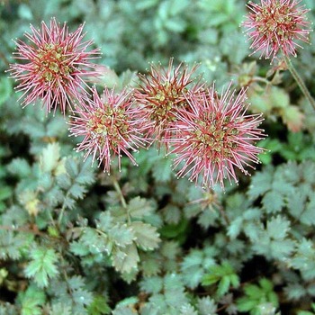 ACAENA novae-zelandiae