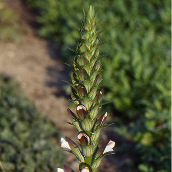 ACANTHUS hungaricus