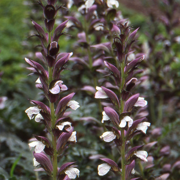 ACANTHUS spinosus