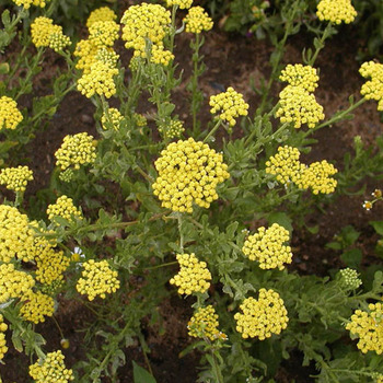 ACHILLEA ageratum