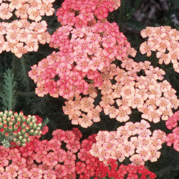 ACHILLEA 'Apricot Delight' 