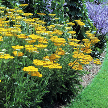 ACHILLEA 'Coronation Gold'