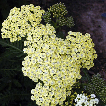 ACHILLEA 'Credo'