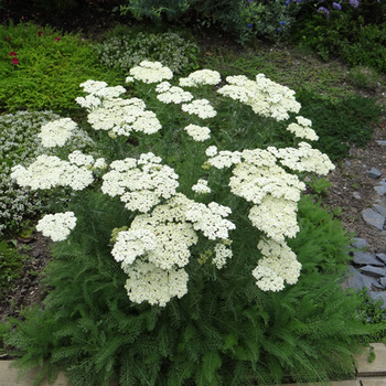 ACHILLEA crithmifolia