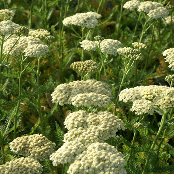 ACHILLEA 'Desert Eve Cream'                       