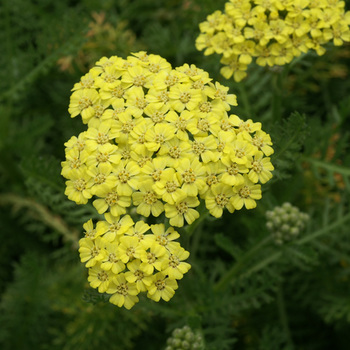 ACHILLEA 'Desert Eve Light Yellow'