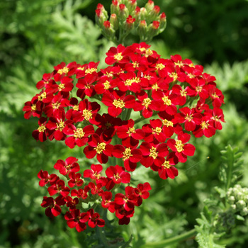 ACHILLEA 'Fanal'