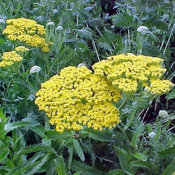 ACHILLEA filipendulina 'Parker's Variety'