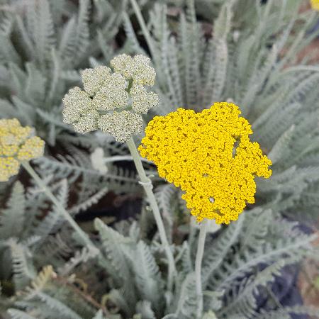 ACHILLEA 'Schwellenburg'