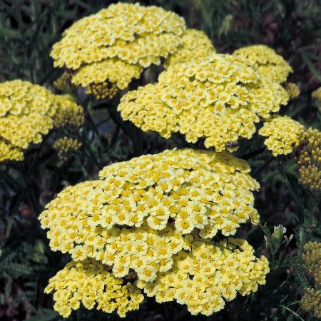 ACHILLEA 'Sunny Seduction' 