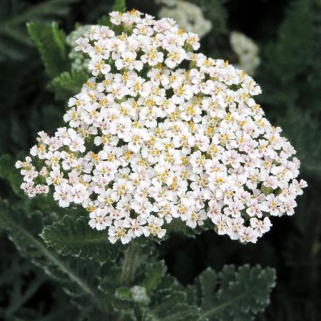 ACHILLEA filipendulina 'Heinrich Vogeler'