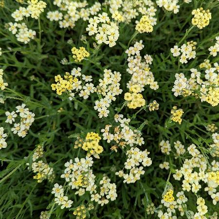 ACHILLEA lewisii 'King Edward'