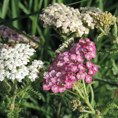 ACHILLEA millefolium 'Colorado'