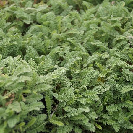 ACHILLEA odorata