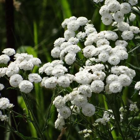 ACHILLEA ptarmica 'Noblessa'