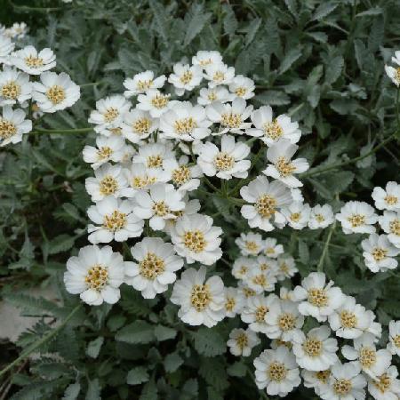 ACHILLEA umbellata