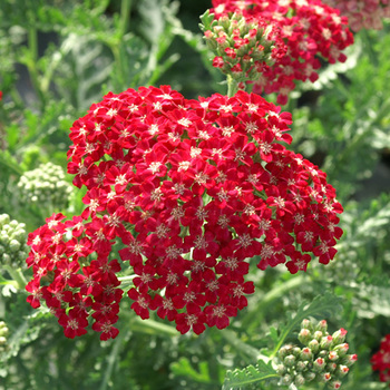 ACHILLEA millefolium 'Braise'