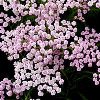 ACHILLEA millefolium 'Lilac Beauty'