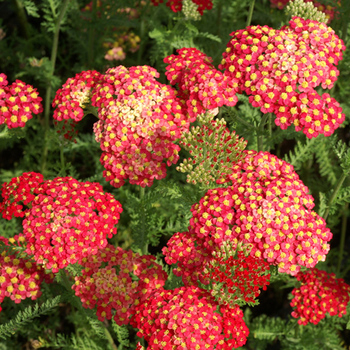 ACHILLEA millefolium 'Paprika'