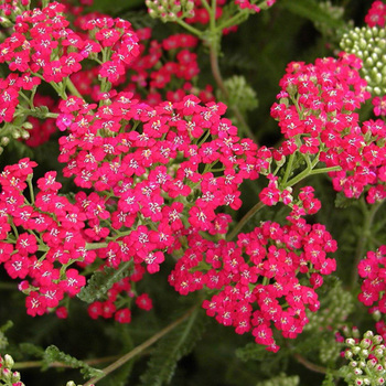 ACHILLEA millefolium 'Red Beauty'