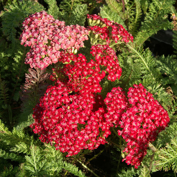 ACHILLEA millefolium 'Red Velvet'