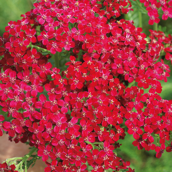 ACHILLEA millefolium 'Sammetriese'