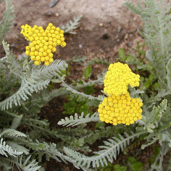 ACHILLEA 'Moonshine'